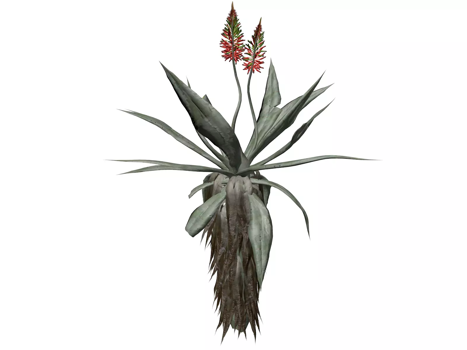 Aloe Excelsa Plant - 05 - 3D model_0