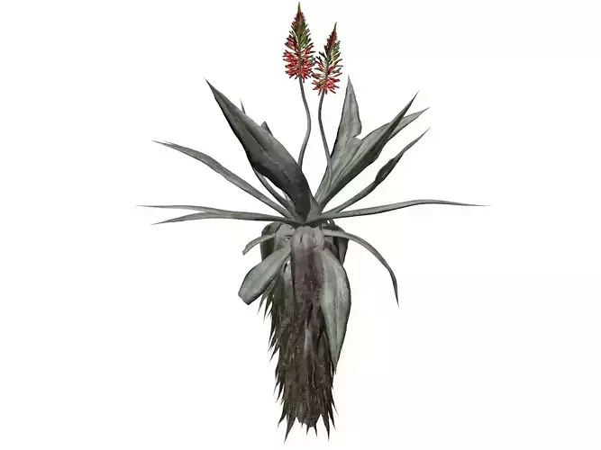 Aloe Excelsa Plant - 05 - 3D model