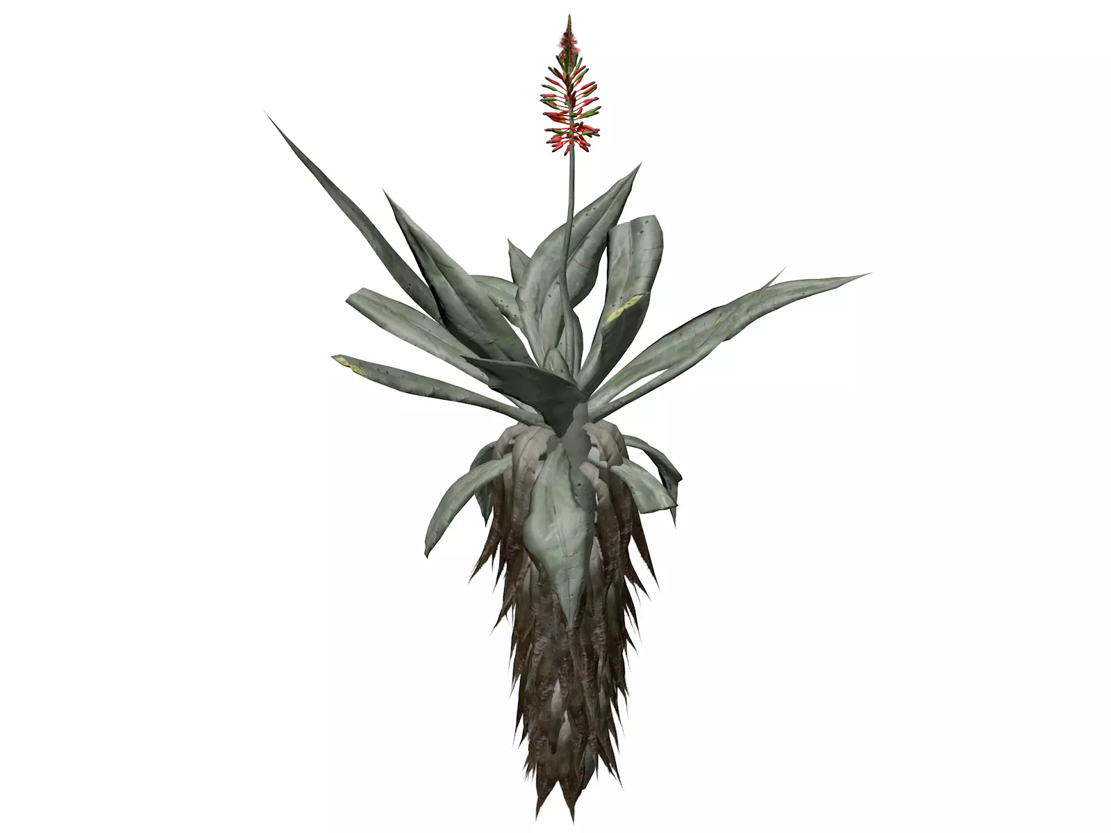 Aloe Excelsa Plant - 06 - 3D model_0