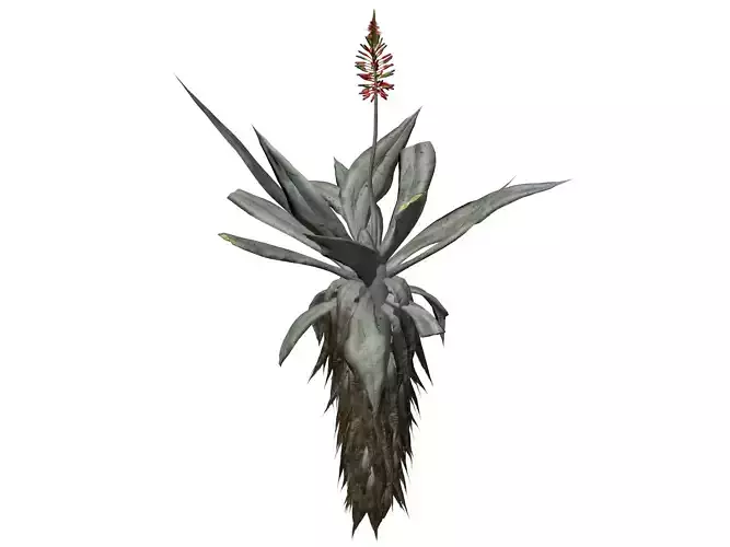 Aloe Excelsa Plant - 06 - 3D model