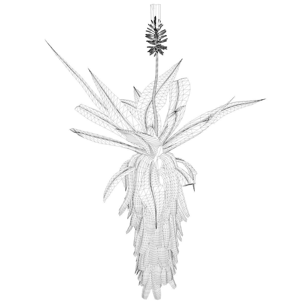Aloe Excelsa Plant - 06 - 3D model_2