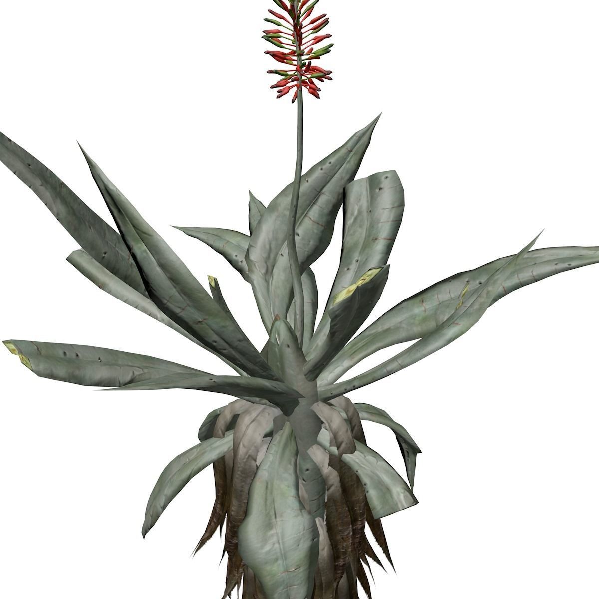 Aloe Excelsa Plant - 06 - 3D model_3