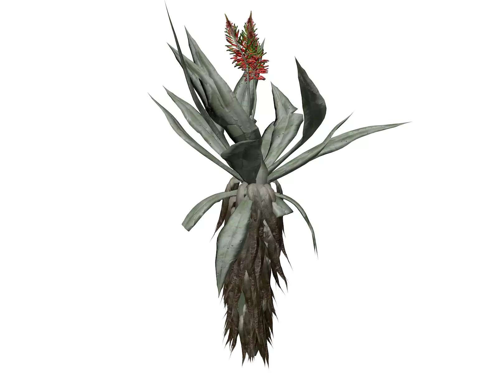 Aloe Excelsa Plant - 07 - 3D model_0