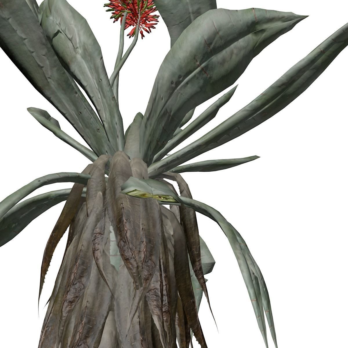 Aloe Excelsa Plant - 07 - 3D model_3
