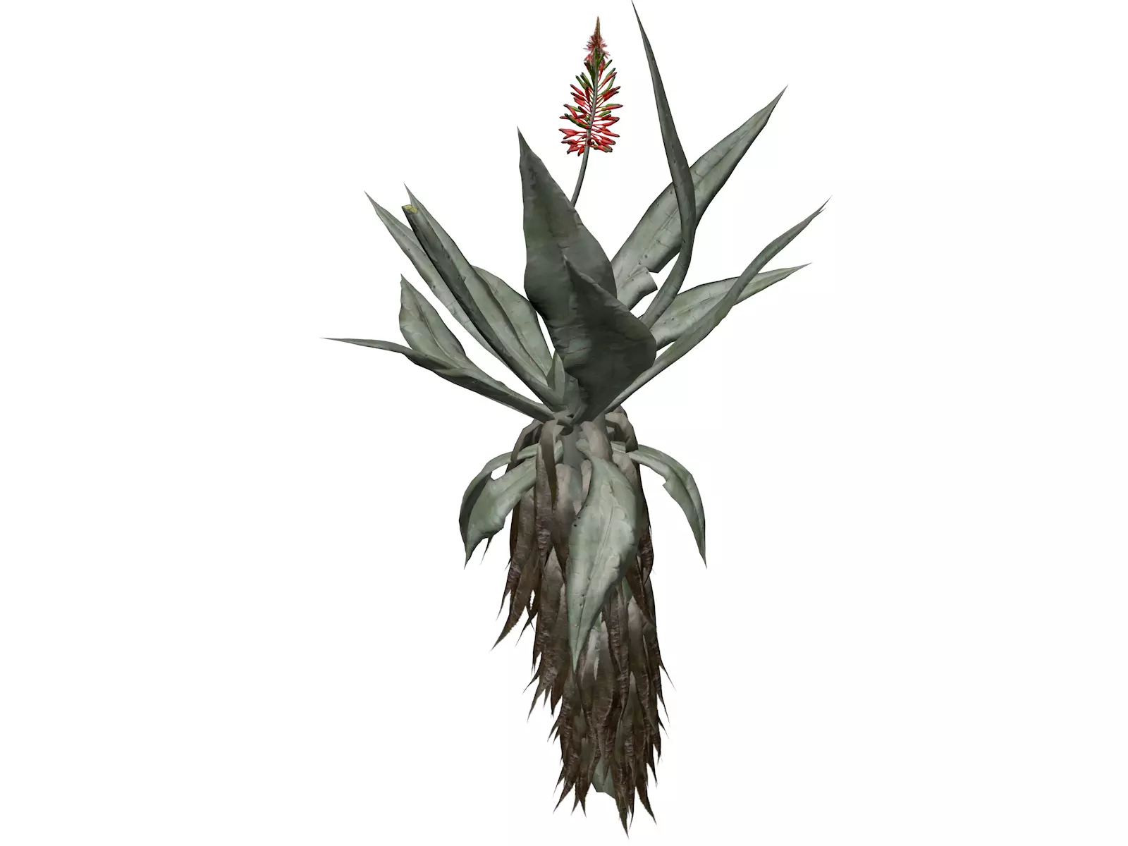 Aloe Excelsa Plant - 09 - 3D model_0