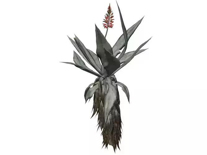 Aloe Excelsa Plant - 09 - 3D model
