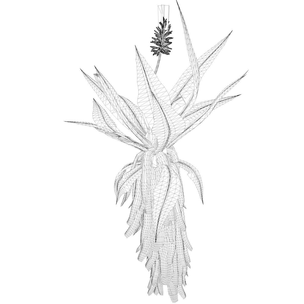 Aloe Excelsa Plant - 09 - 3D model_2