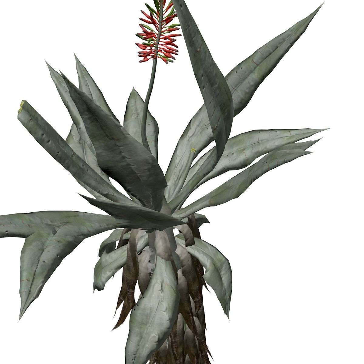 Aloe Excelsa Plant - 09 - 3D model_3