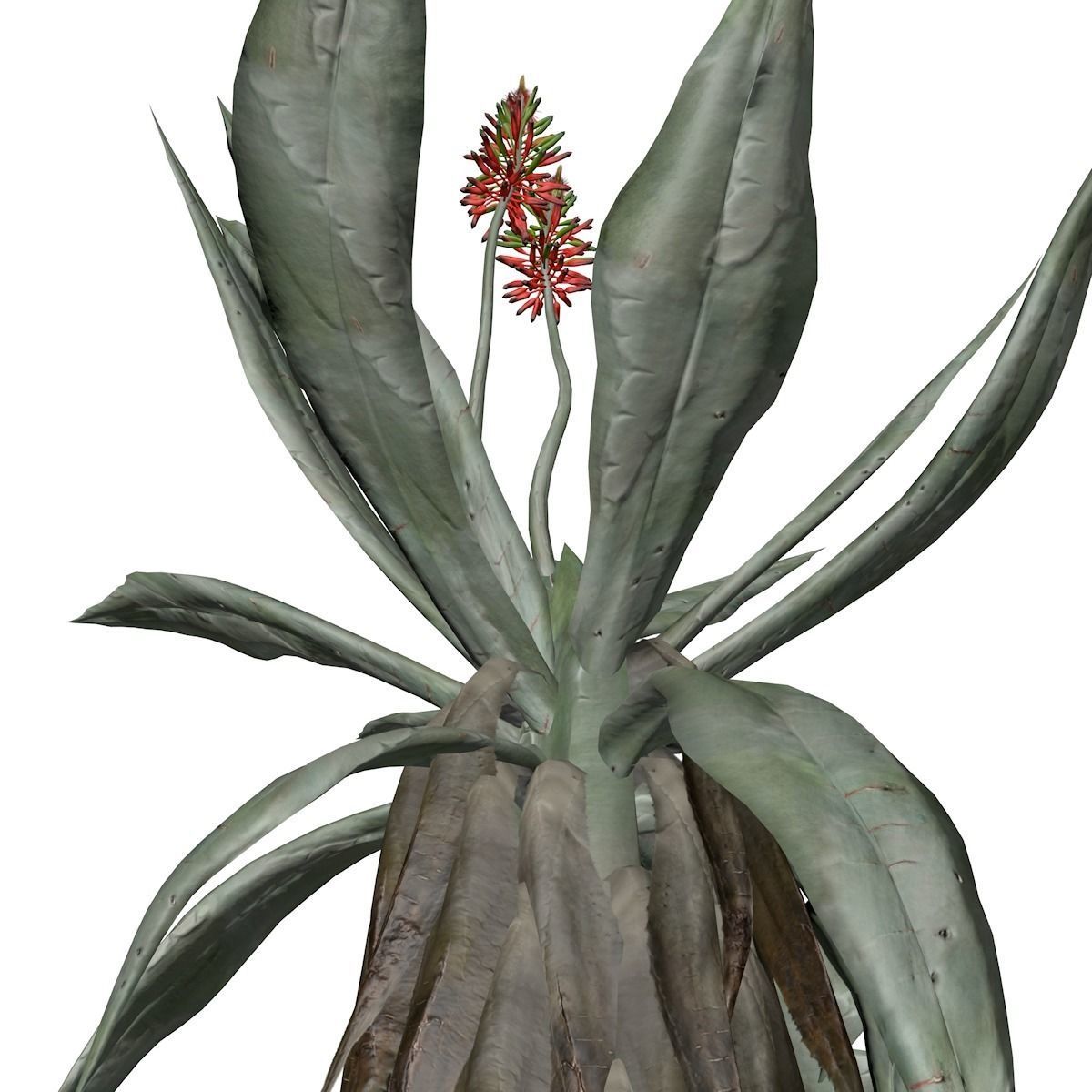 Aloe Excelsa Plant - 10 - 3D model_3
