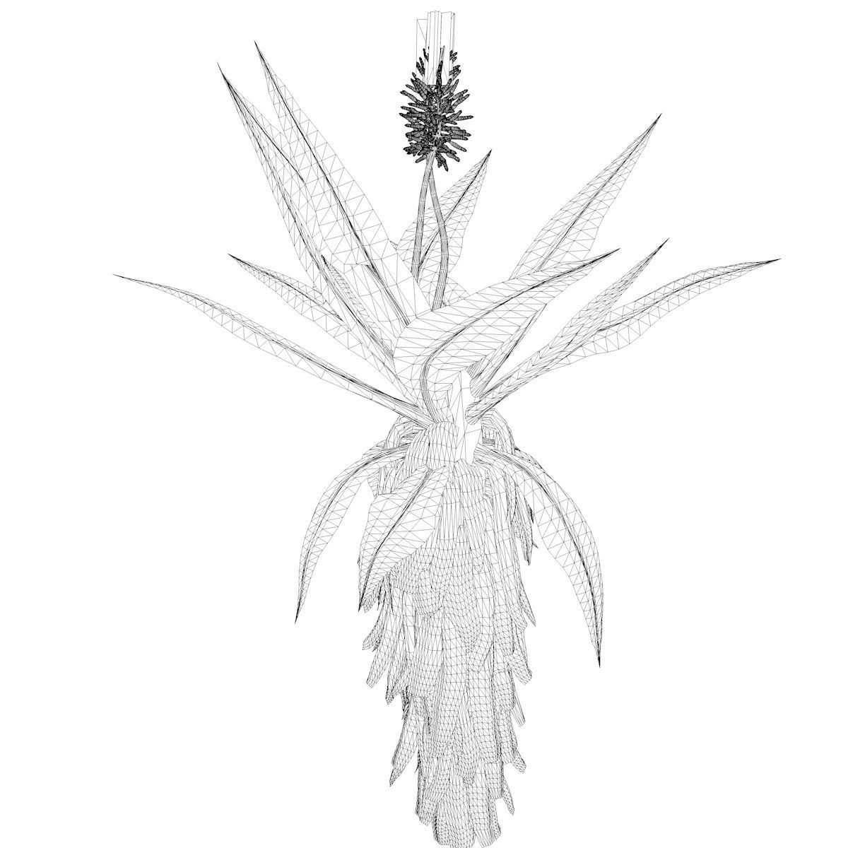 Aloe Excelsa Plant - 10 - 3D model_2