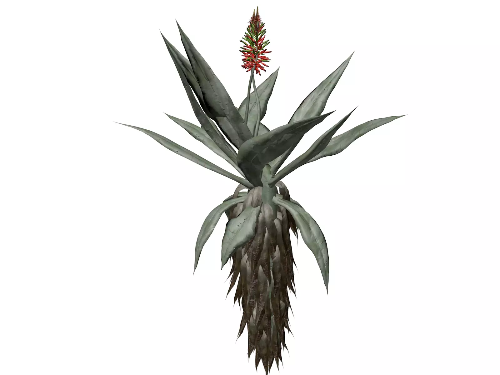 Aloe Excelsa Plant - 10 - 3D model_0