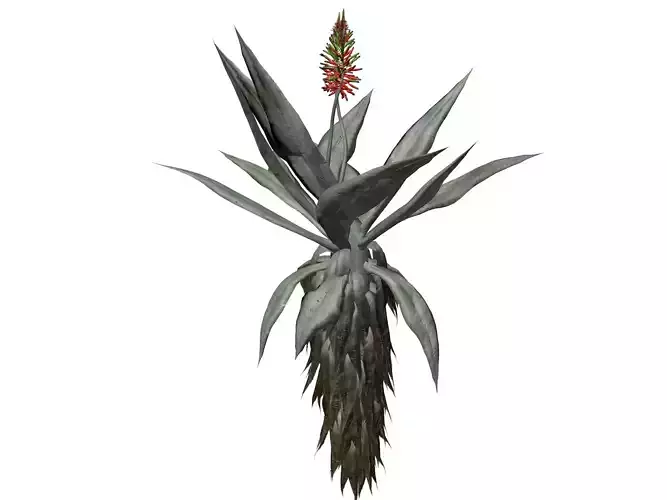 Aloe Excelsa Plant - 10 - 3D model