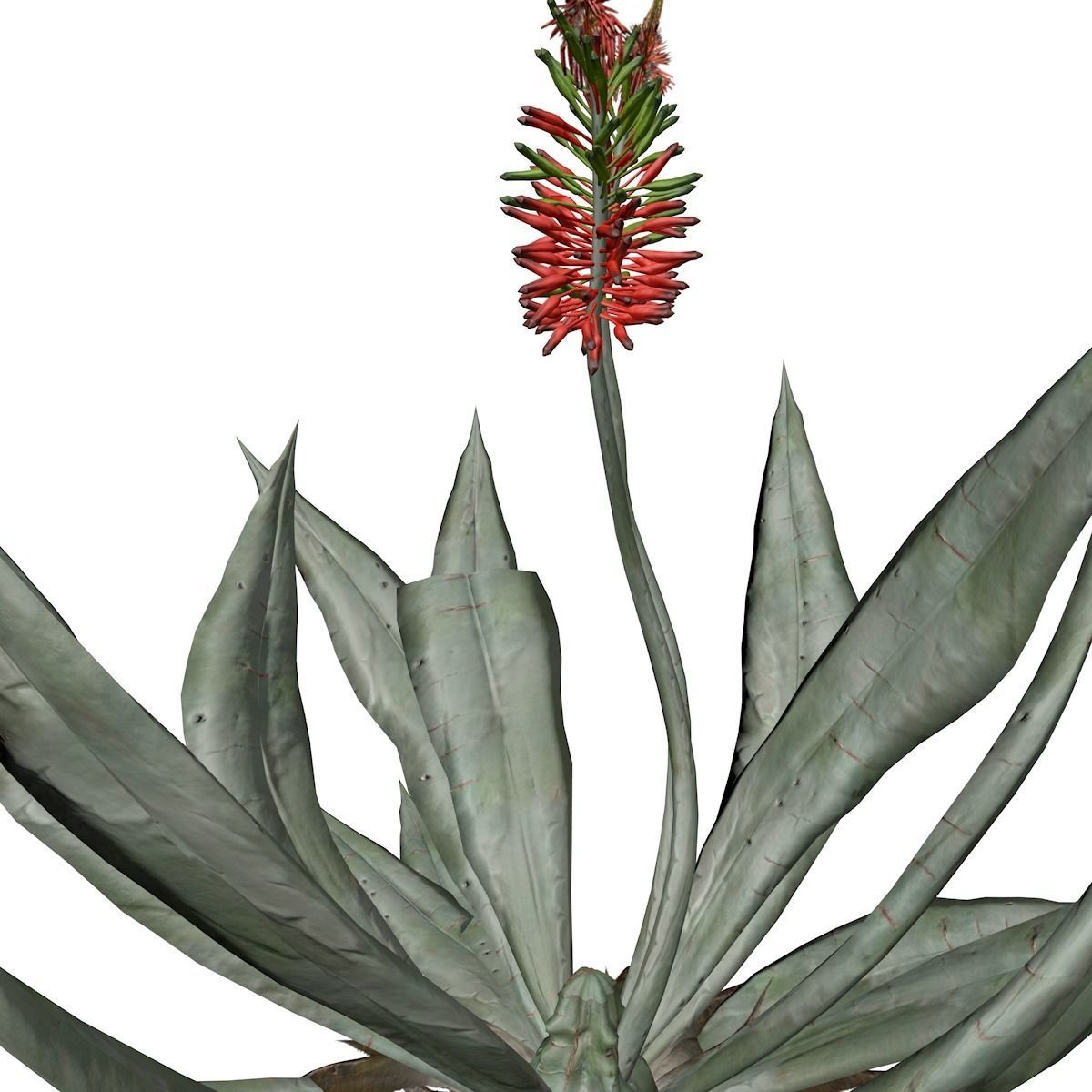 Aloe Vera Plant - 01 - 3D model_3
