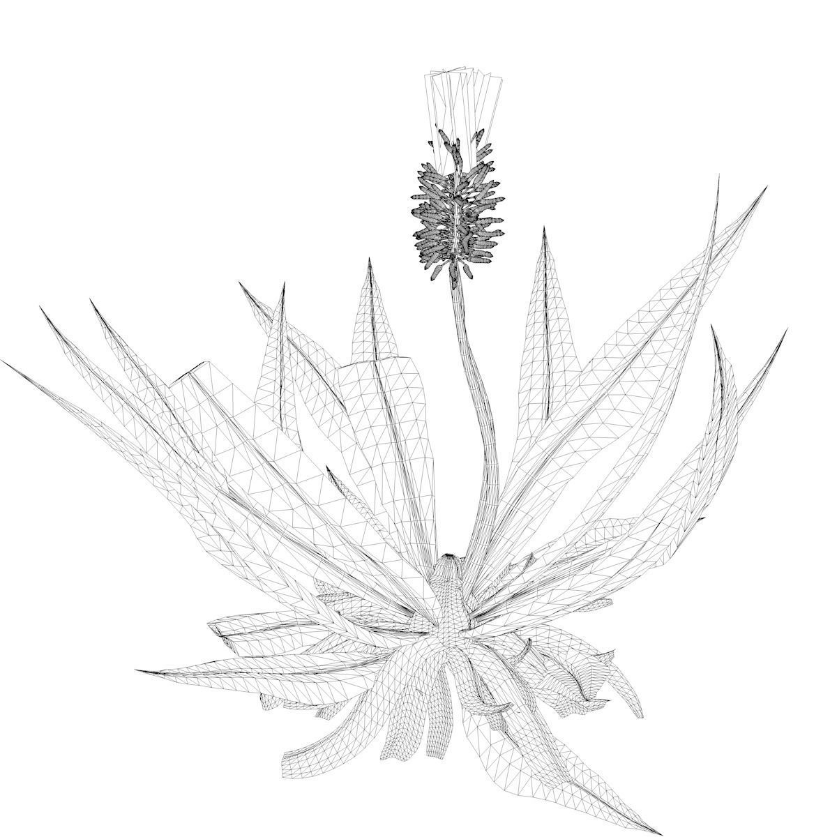 Aloe Vera Plant - 01 - 3D model_2