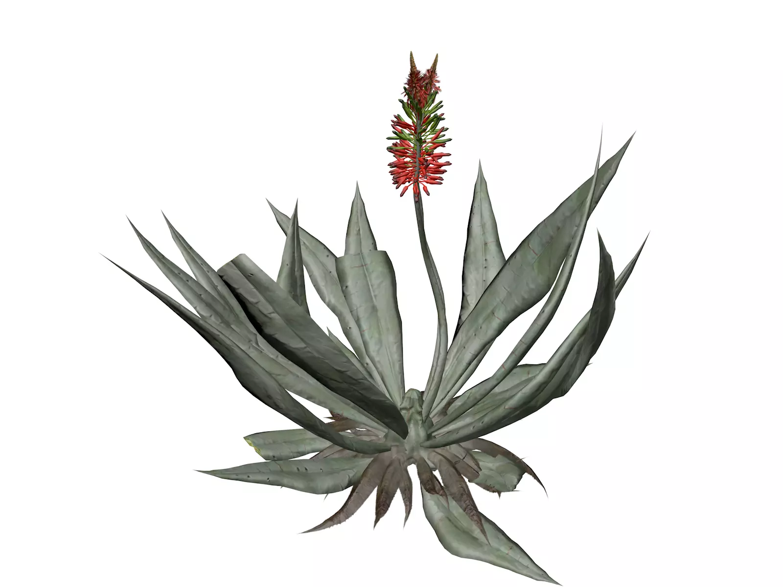 Aloe Vera Plant - 01 - 3D model_0