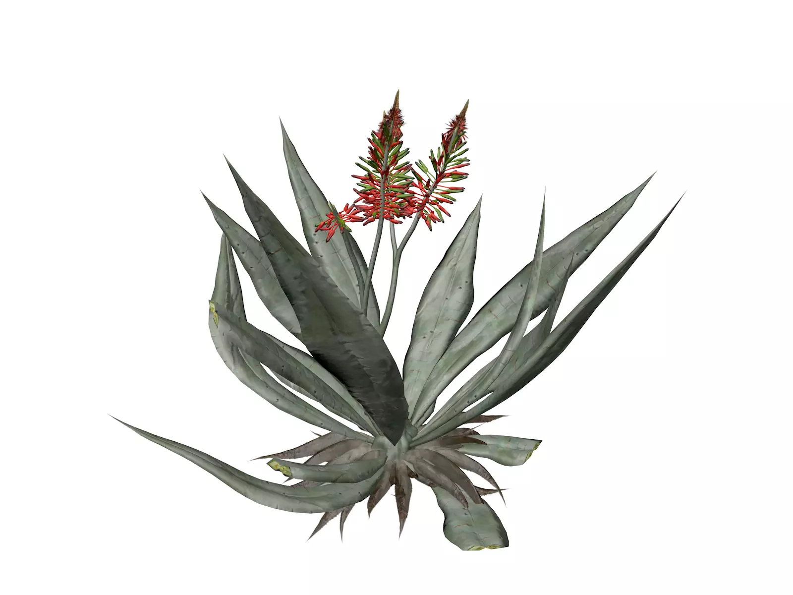 Aloe Vera Plant - 02 - 3D model_0