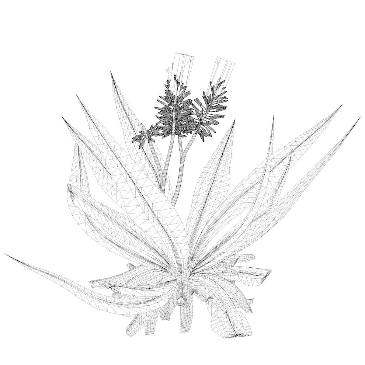 Aloe Vera Plant - 02 - 3D model_2