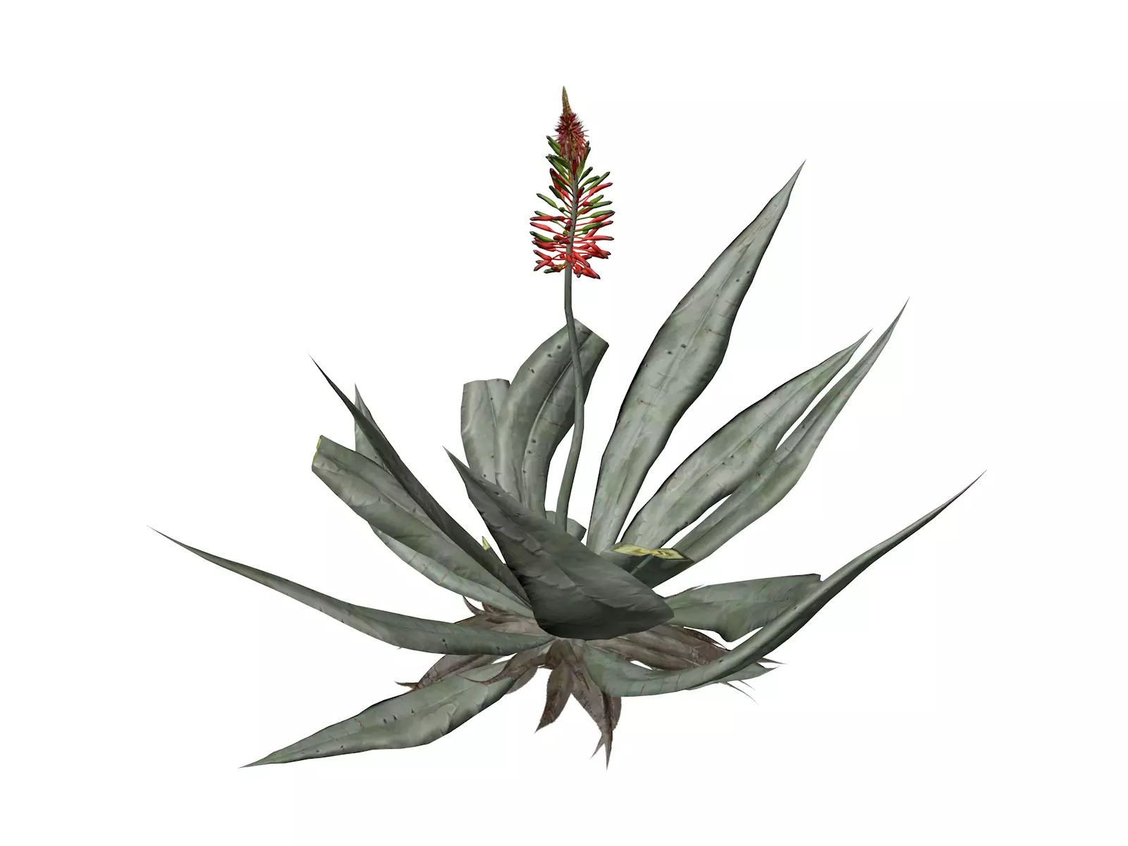 Aloe Vera Plant - 03 - 3D model_0