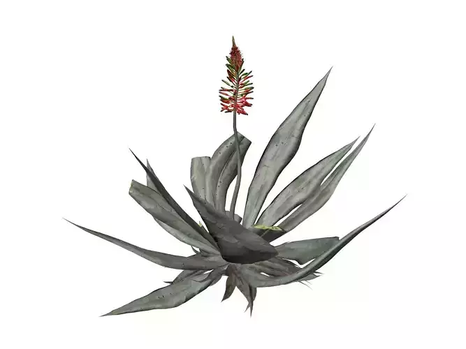 Aloe Vera Plant - 03 - 3D model