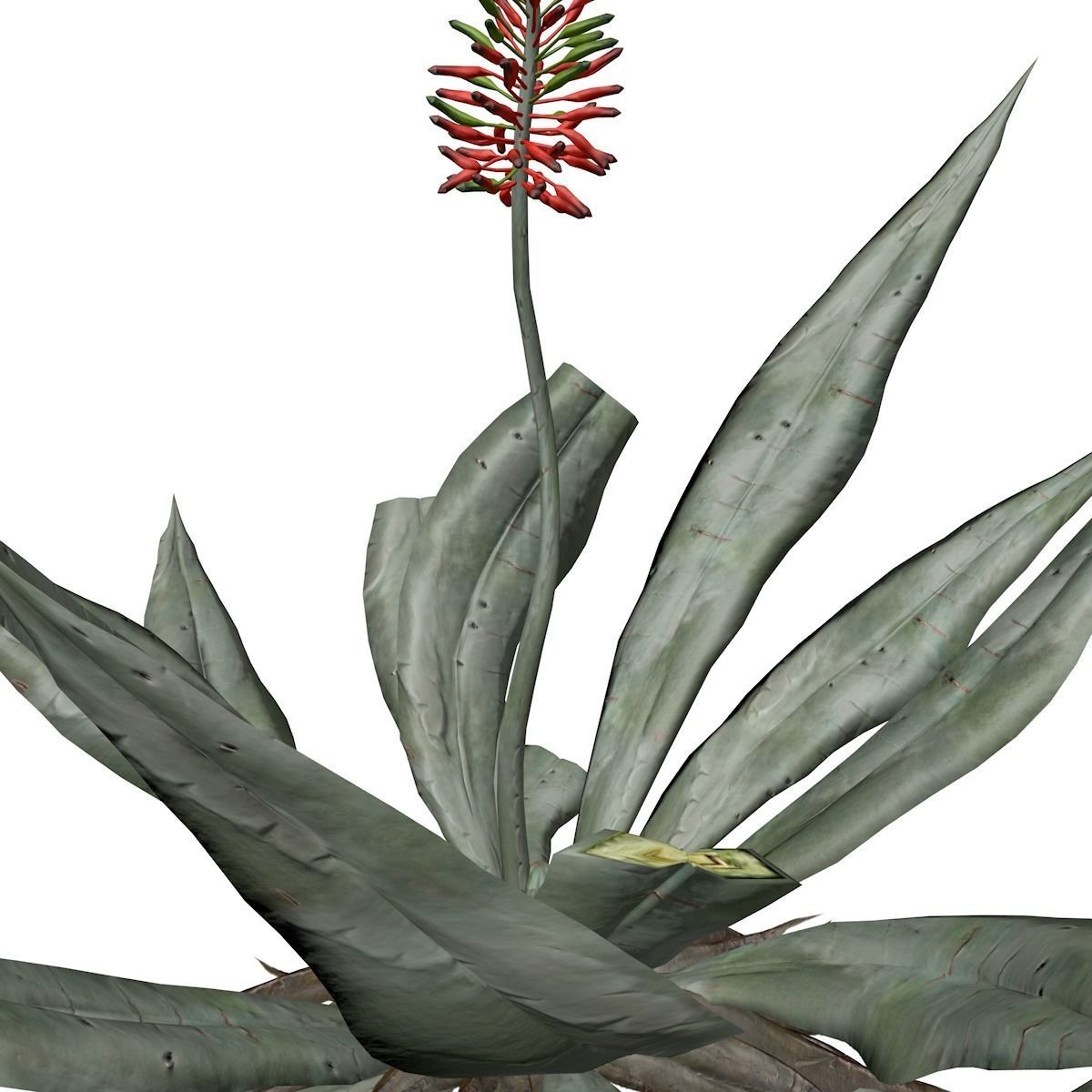 Aloe Vera Plant - 03 - 3D model_3