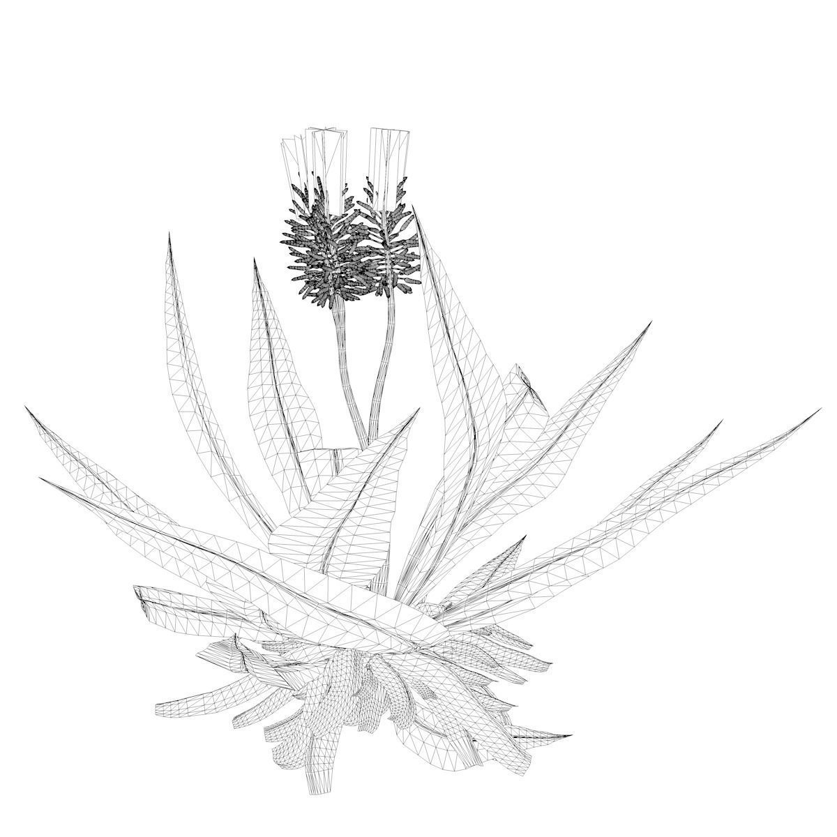 Aloe Vera Plant - 04 - 3D model_2