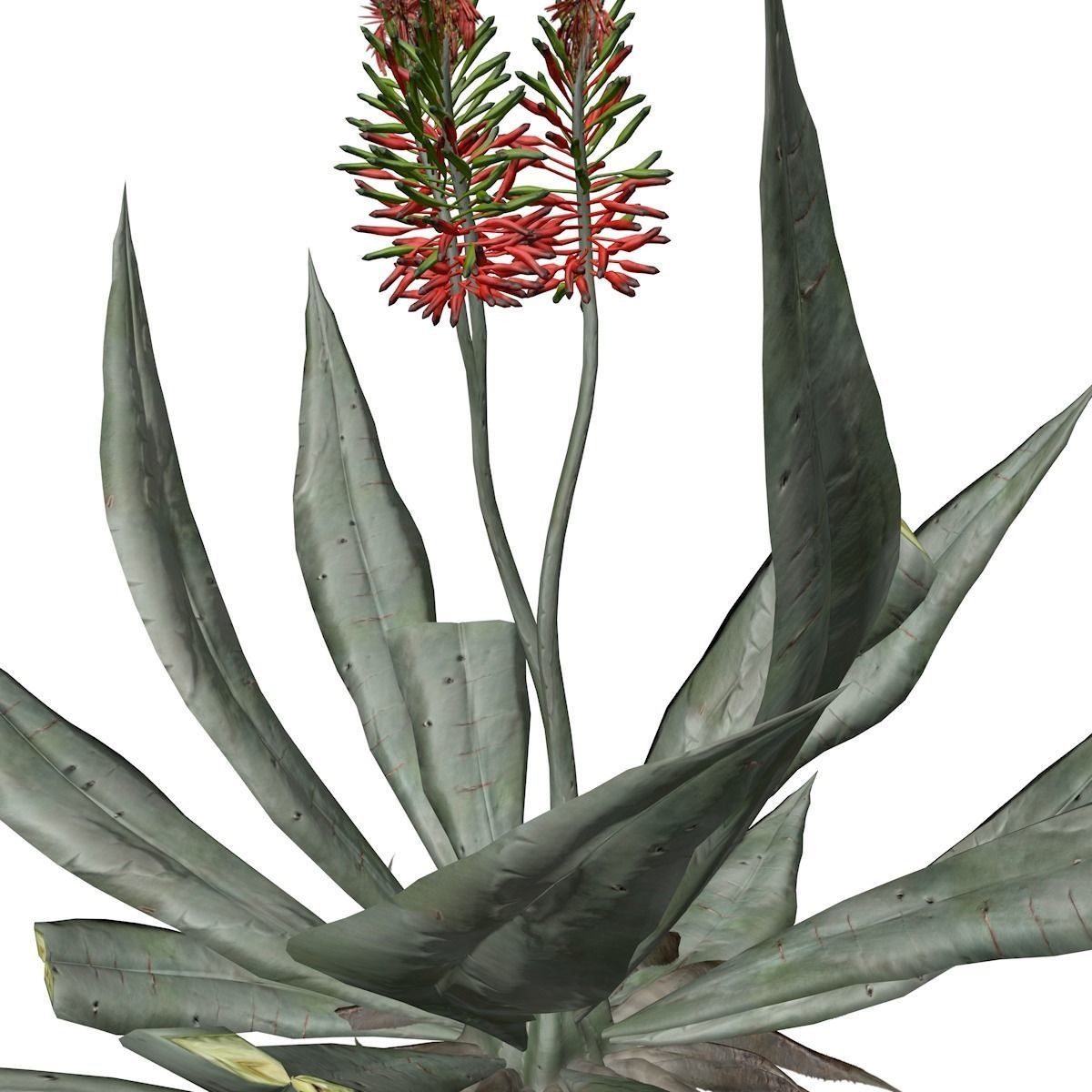 Aloe Vera Plant - 04 - 3D model_3