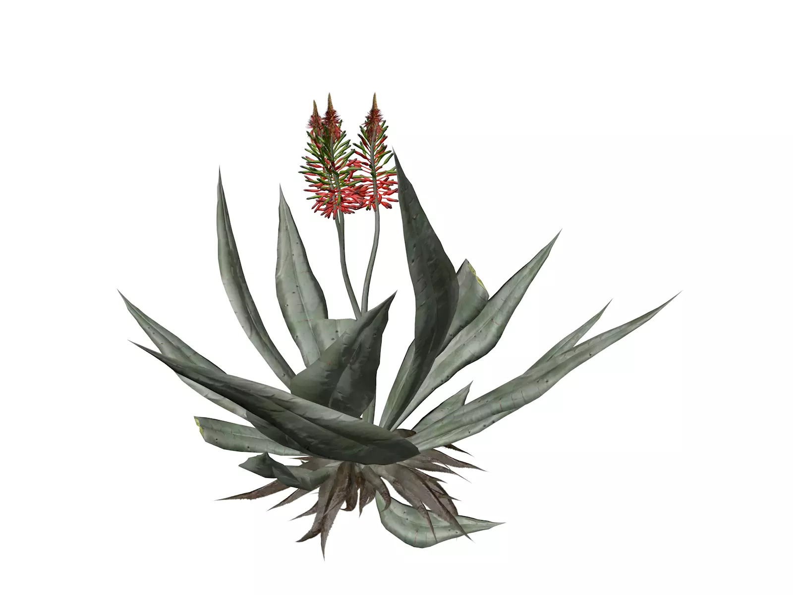 Aloe Vera Plant - 04 - 3D model_0