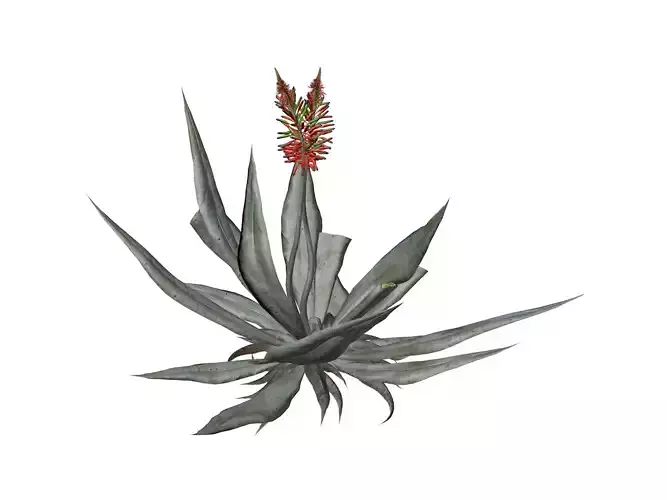 Aloe Vera Plant - 05 - 3D model