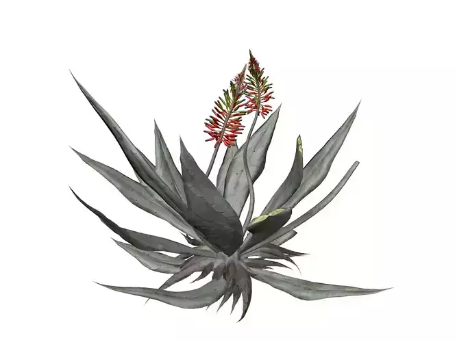Aloe Vera Plant - 06 - 3D model