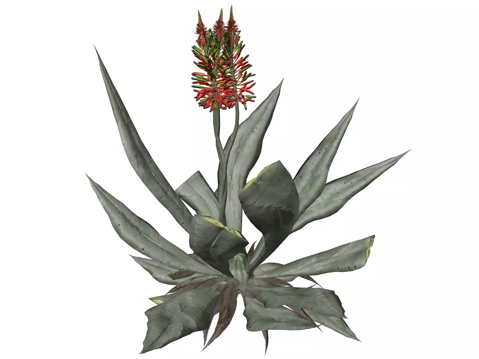 Aloe Vera Plant - 07 - 3D model_0