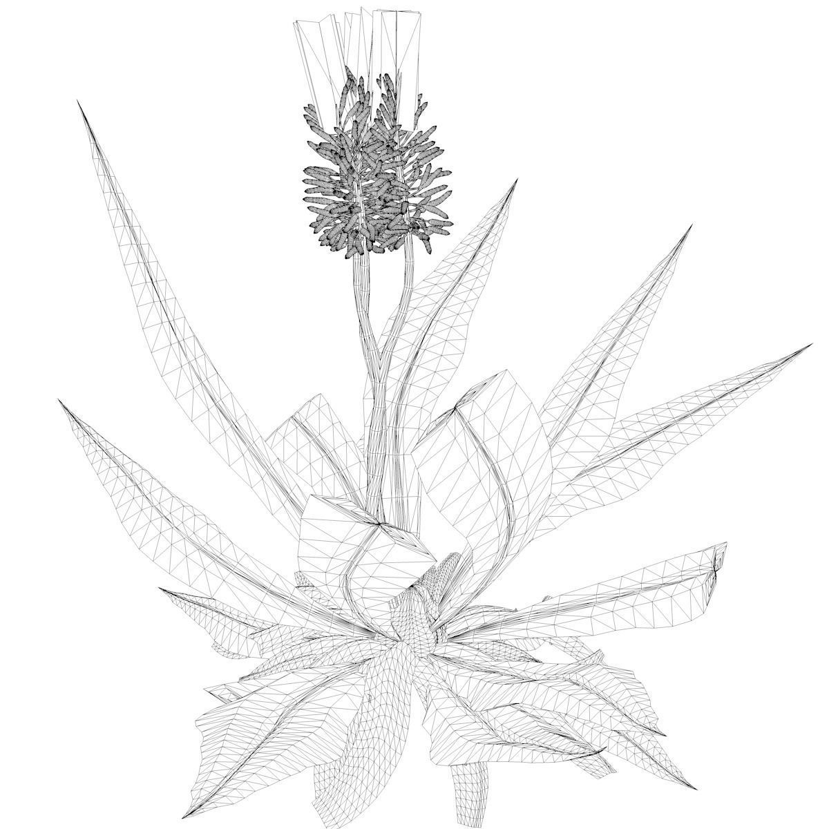 Aloe Vera Plant - 07 - 3D model_2