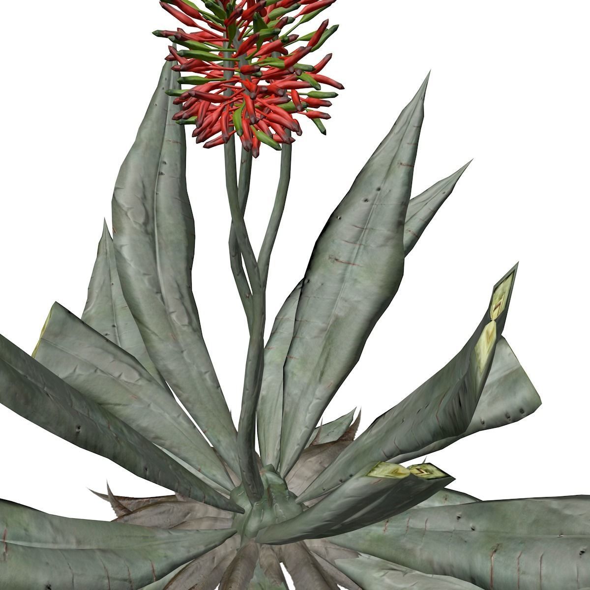 Aloe Vera Plant - 07 - 3D model_3