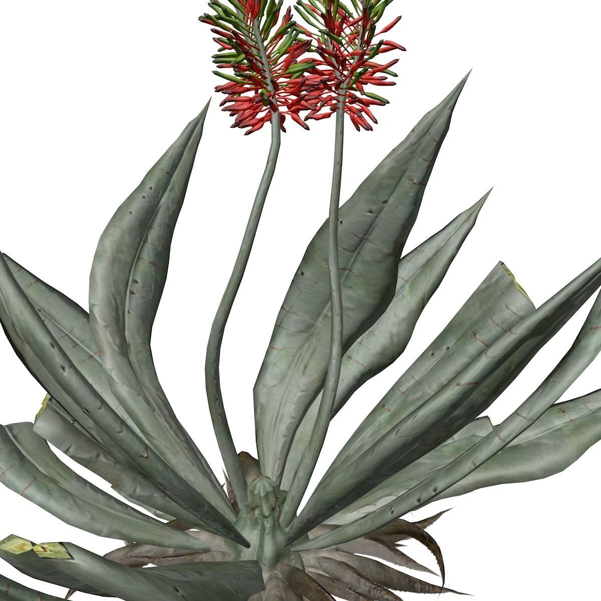 Aloe Vera Plant - 09 - 3D model_3