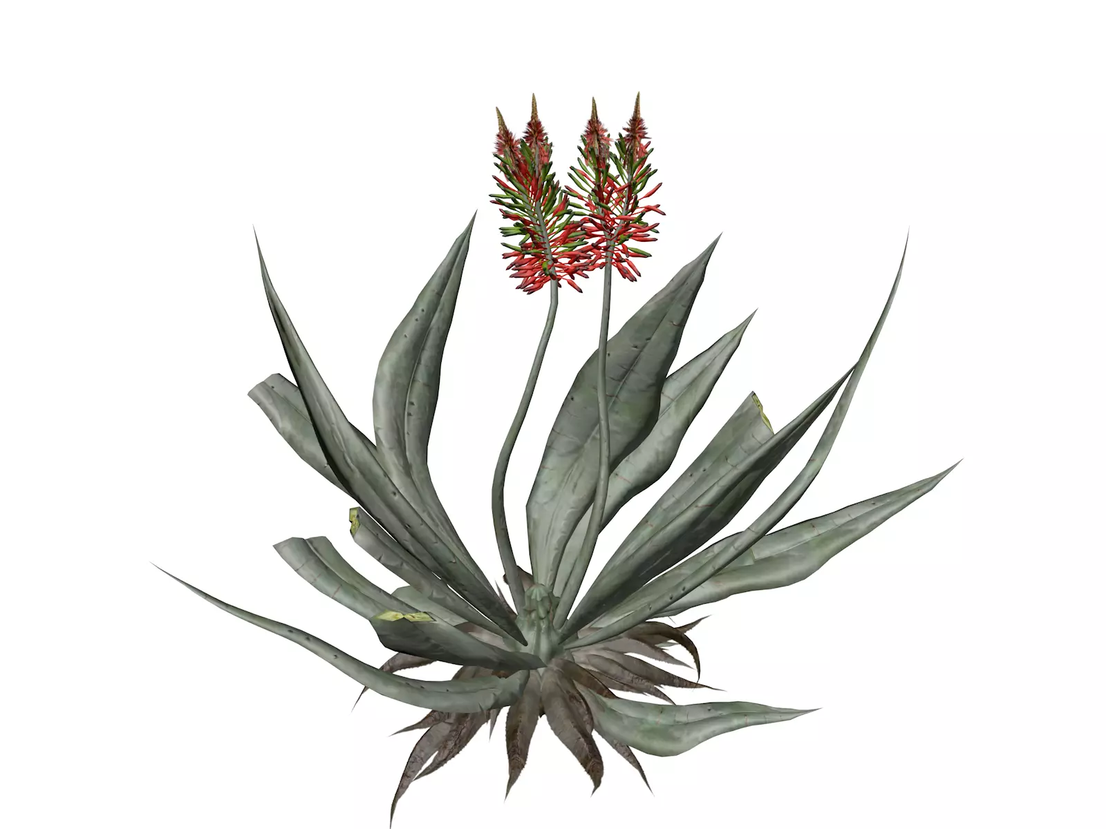 Aloe Vera Plant - 09 - 3D model_0