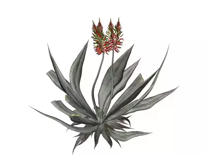 Aloe Vera Plant - 09 - 3D model