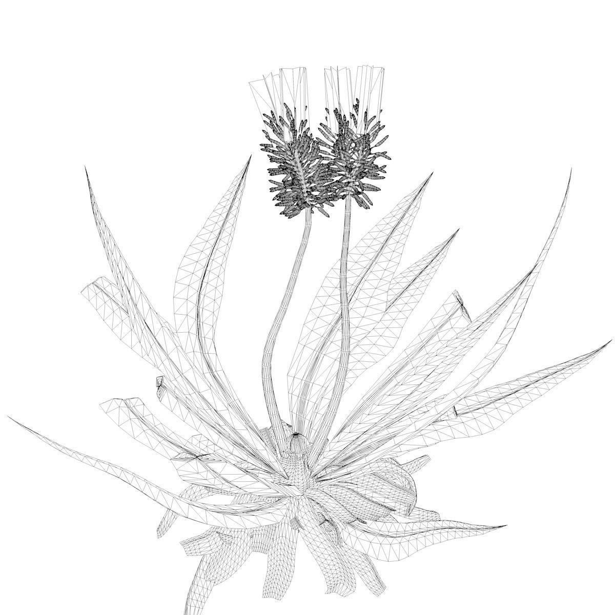 Aloe Vera Plant - 09 - 3D model_2