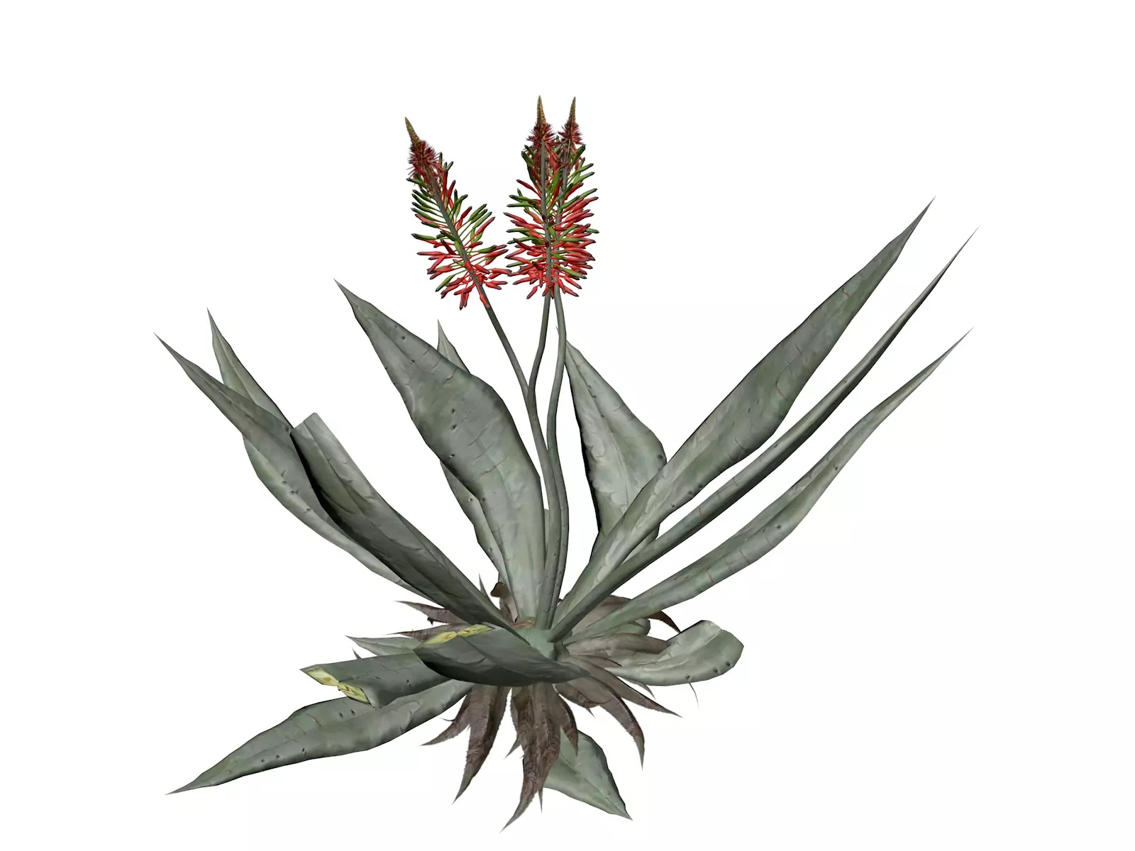 Aloe Vera Plant - 10 - 3D model_0