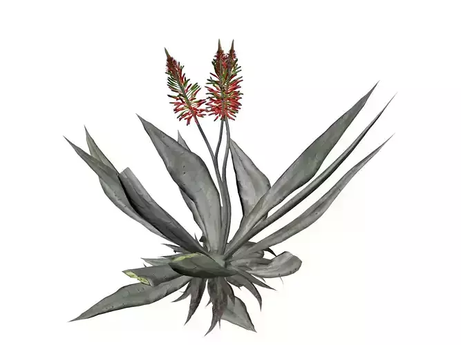 Aloe Vera Plant - 10 - 3D model