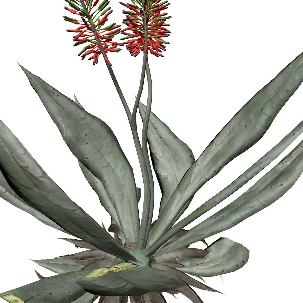 Aloe Vera Plant - 10 - 3D model_3