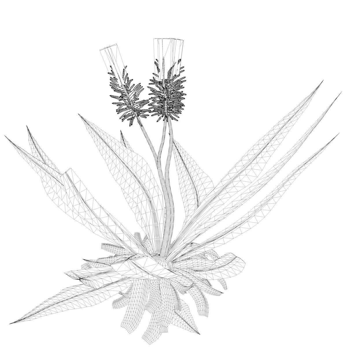 Aloe Vera Plant - 10 - 3D model_2