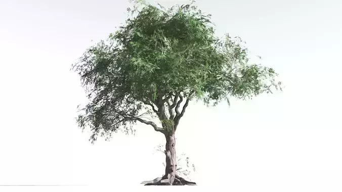 EVERYPlant Spur Mahogany LowPoly 4 --16 Models-- Low-poly 3D model
