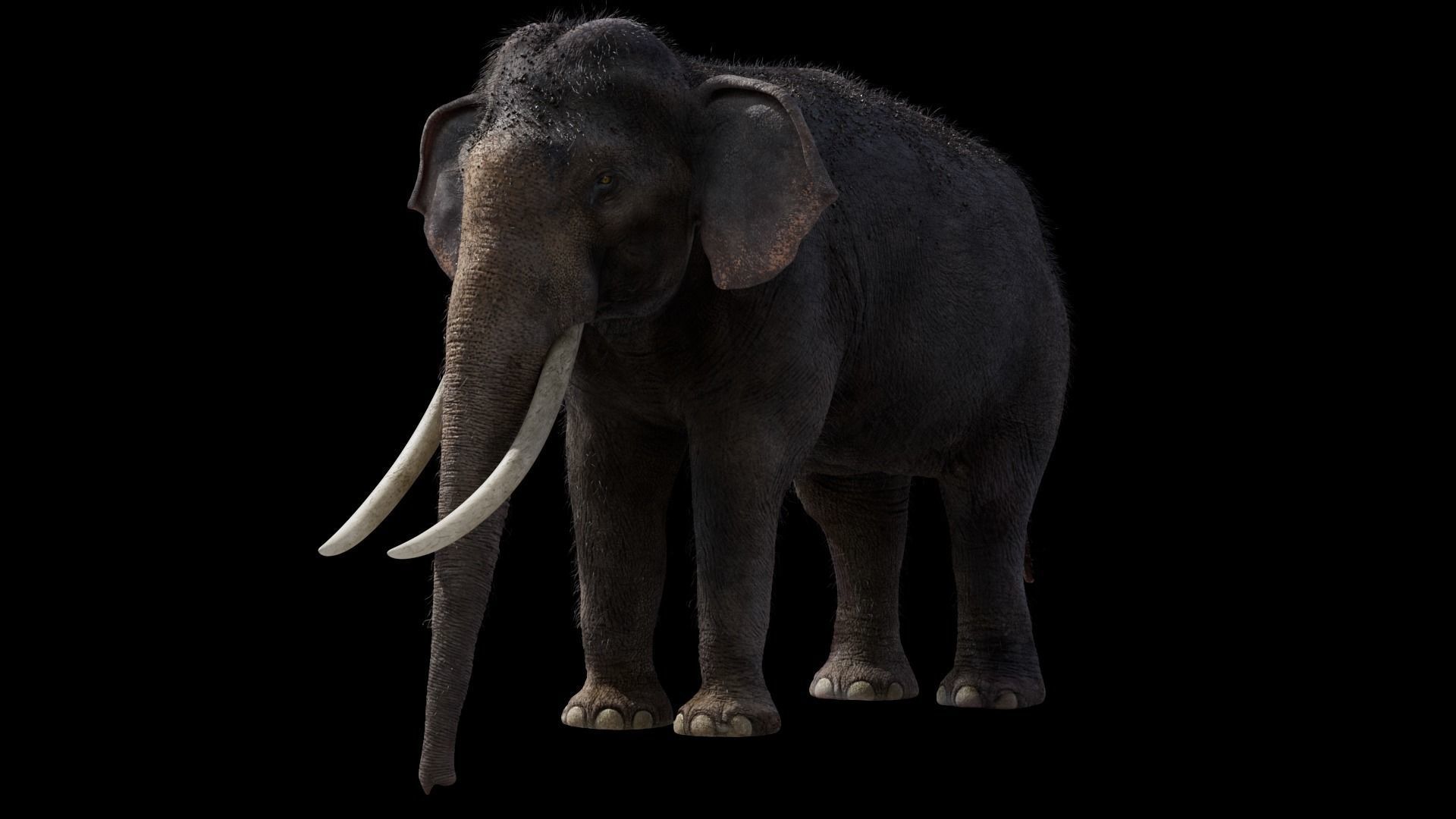 Elephant 3D model_7