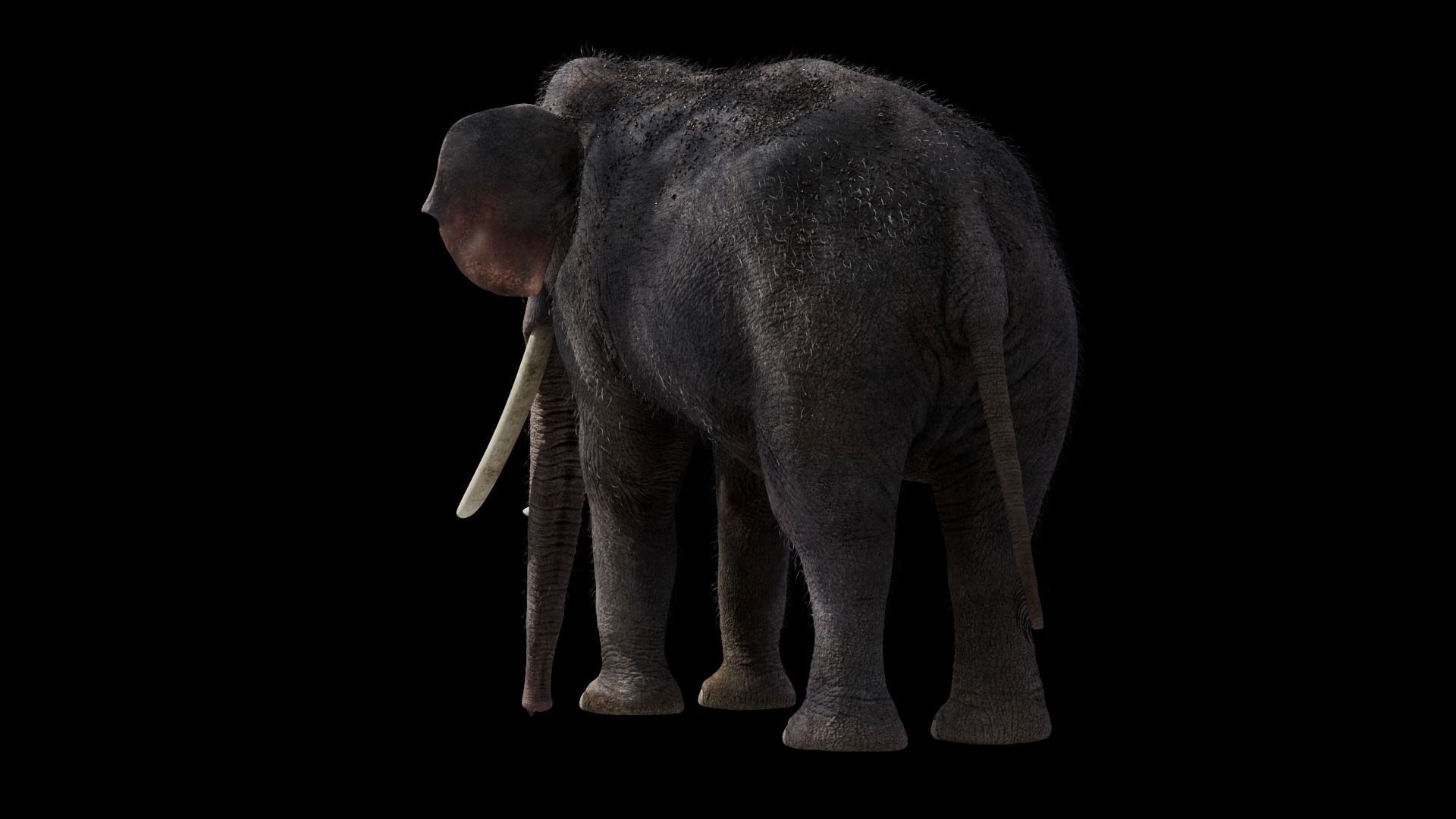 Elephant 3D model_6