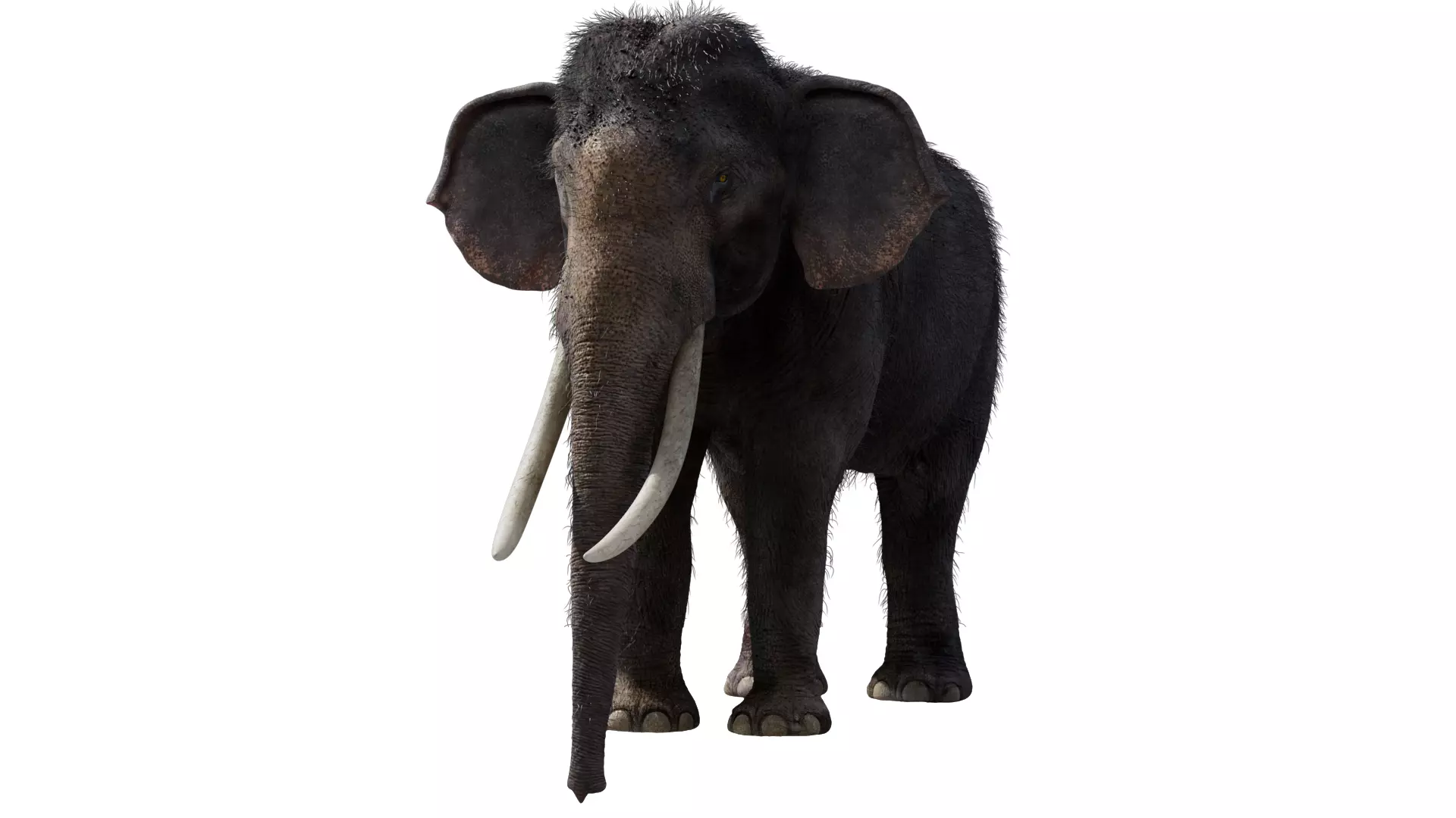 Elephant 3D model_0