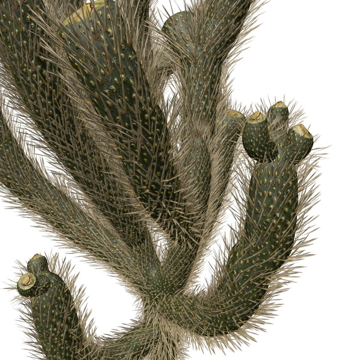 Cholla Cactus Plant - 01 - 3D model_3