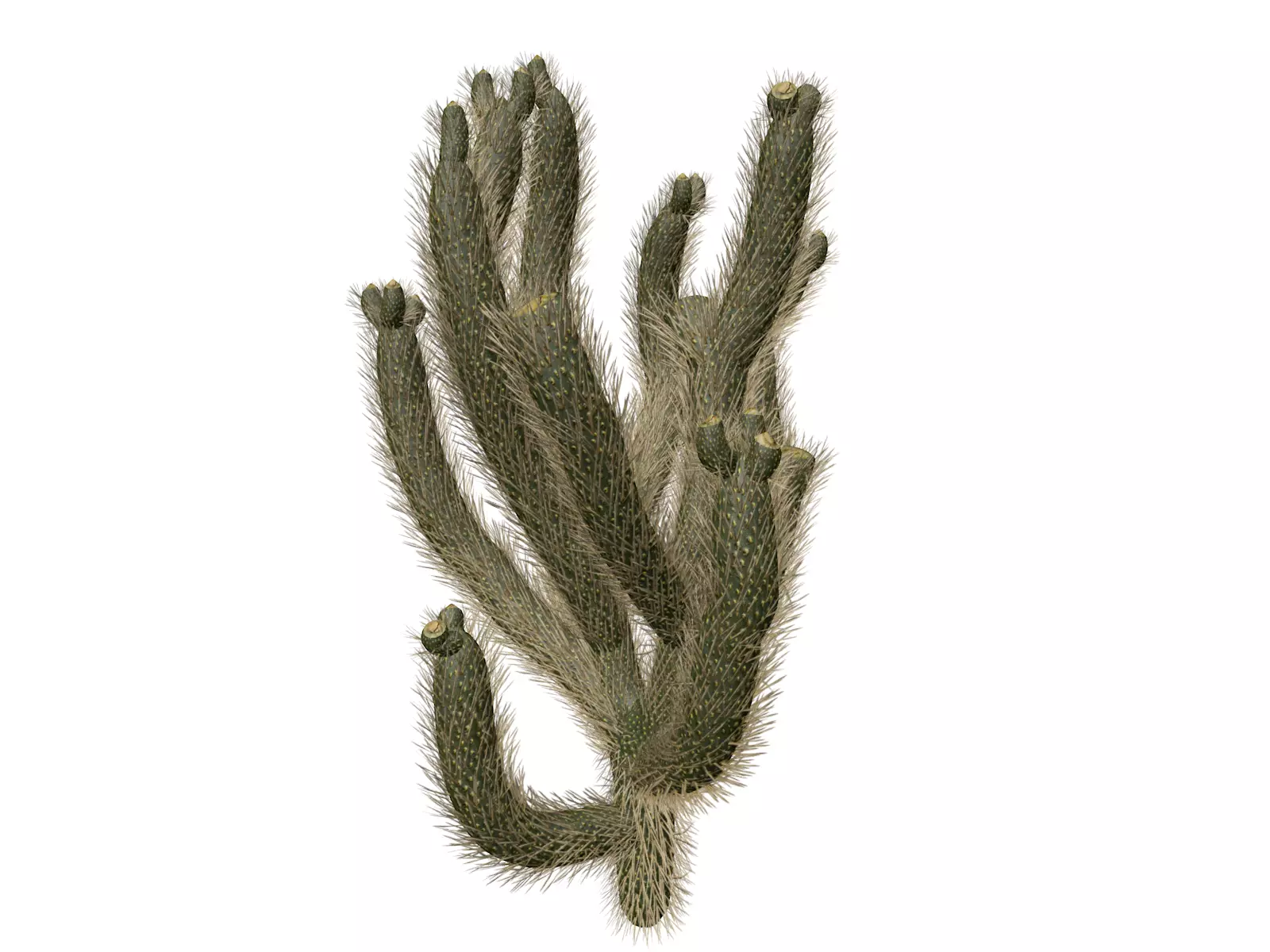 Cholla Cactus Plant - 01 - 3D model_0