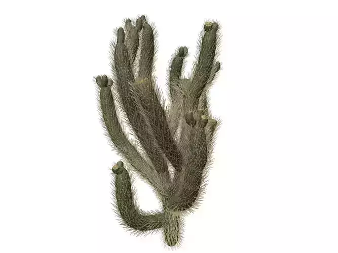 Cholla Cactus Plant - 01 - 3D model