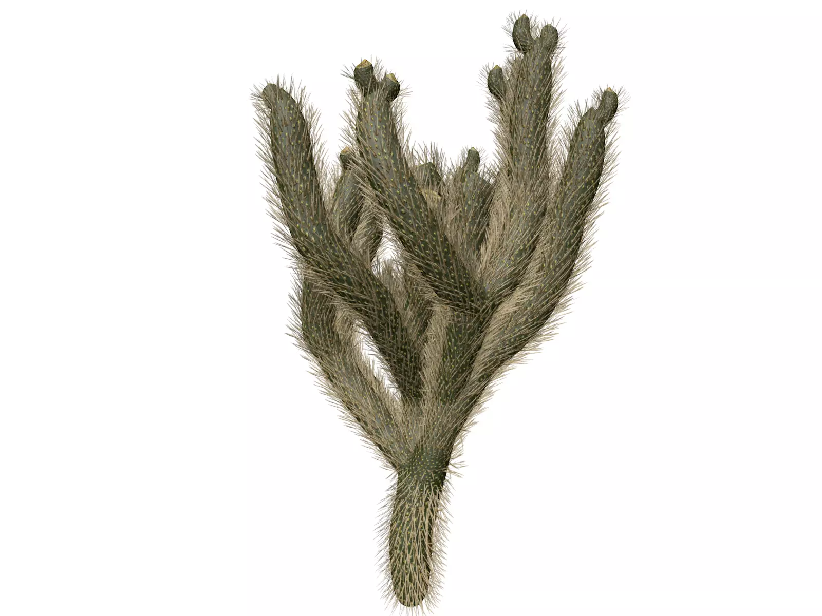 Cholla Cactus Plant - 02 - 3D model_0