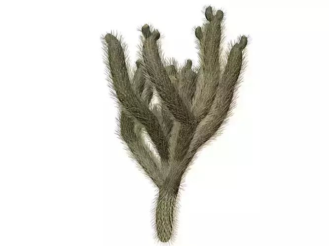 Cholla Cactus Plant - 02 - 3D model