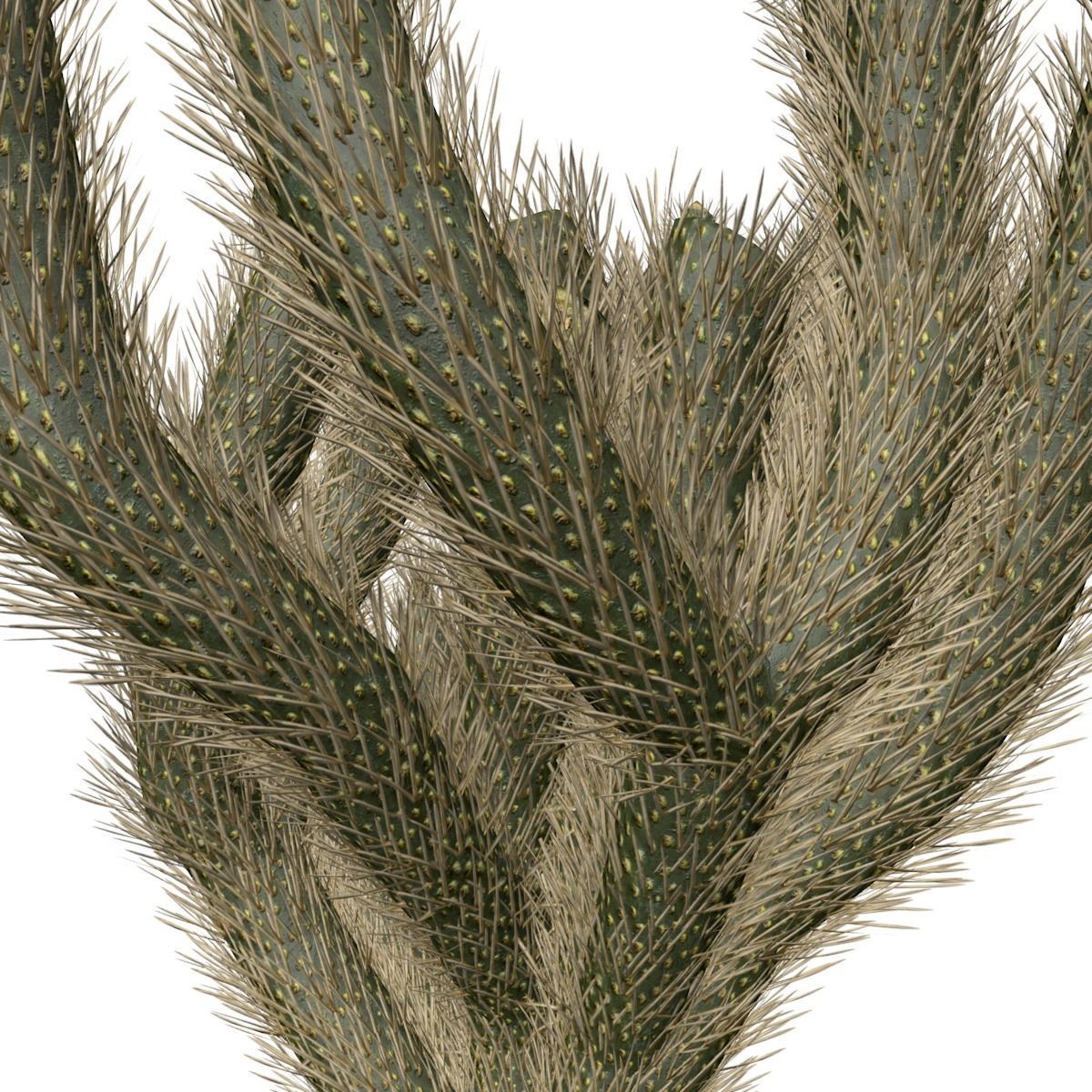 Cholla Cactus Plant - 02 - 3D model_3